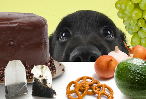 Μπορεί το σκυλί μου να το φάει αυτό; Ποιες τροφές επιτρέπονται και ποιες  απαγορεύονται! -